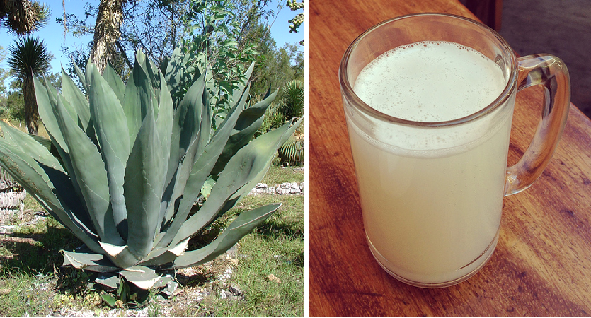 Con moderación, el pulque es bueno para la salud