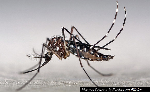 Temporada de lluvias y mosquitos, ¡cuídate del dengue!