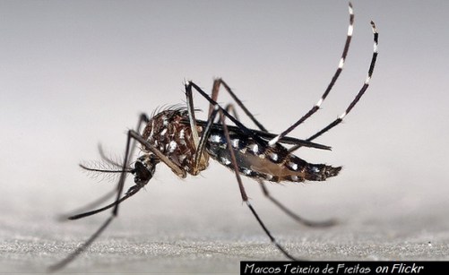 Mosquito, Dengue, Fiebre, lluvias